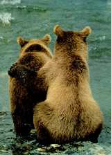 about DannyBear